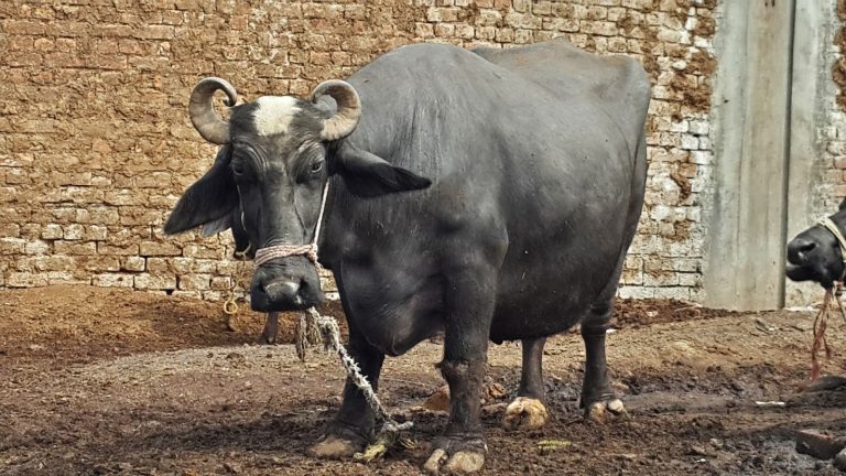 Man cuts off buffalo’s tongue