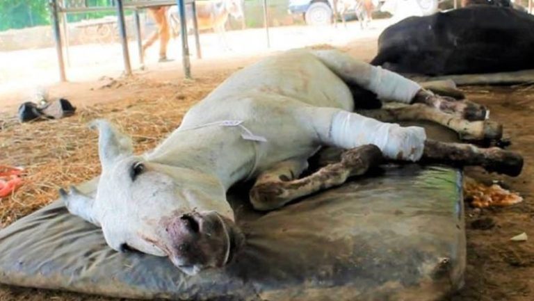Landlord cut off donkey leg