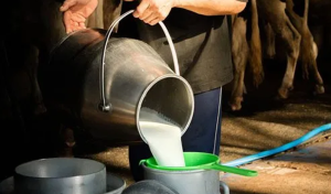 milk prices
