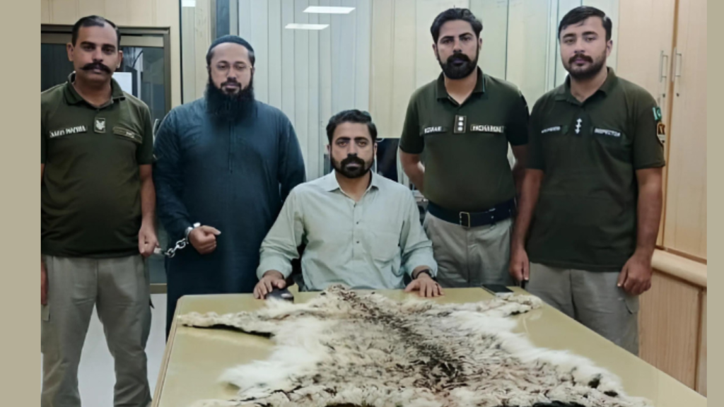 Snow Leopard skin seized in Lahore raid, suspect arrested