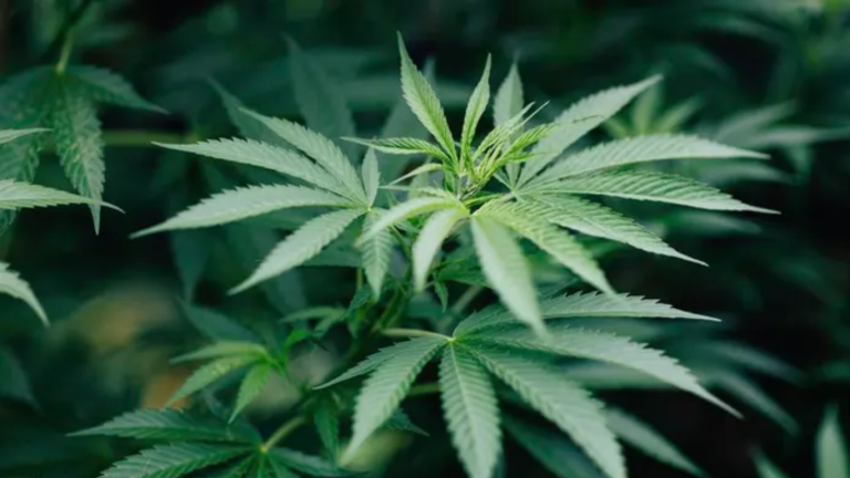 Govt to allow commercial cultivation of Hemp from year 2025