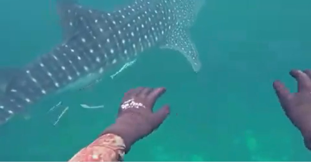 whale shark sighted in Karachi