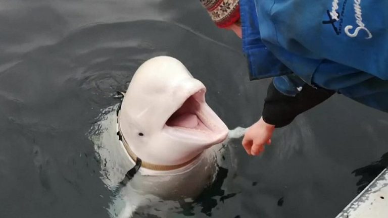 Russian spy whale found dead in Norway
