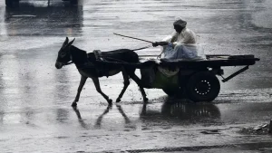 prices of donkeys hike in Pakistan