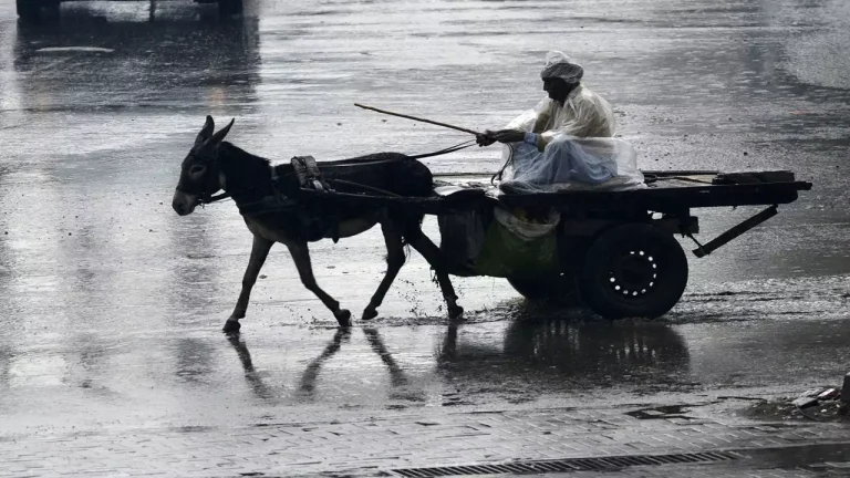 prices of donkeys hike in Pakistan