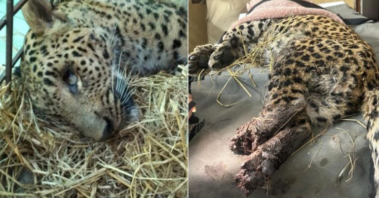 Leopard rescued from Azad Kashmir passed away