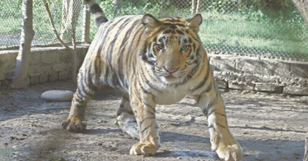 Bengal tigress at Karachi Zoo dies