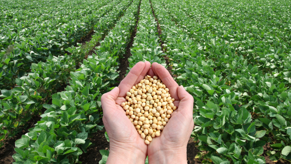 Punjab govt plans to introduce genetically modified seeds