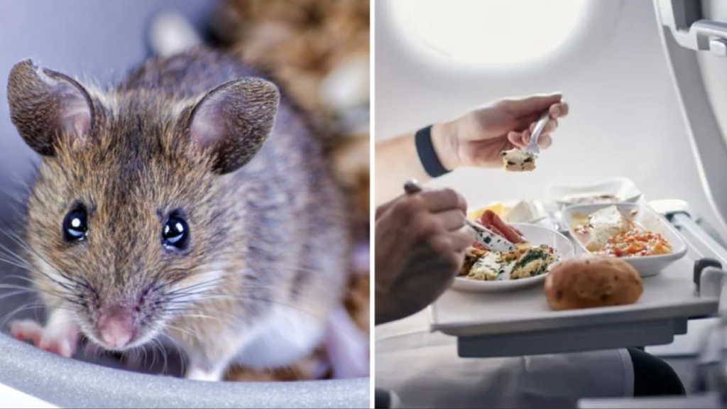 Plane makes emergency landing after mouse found in in-flight meal
