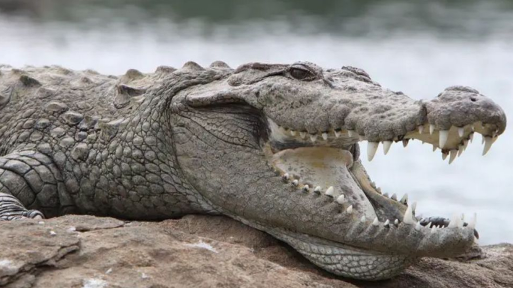 Wildlife department recovers 7-feet long Crocodile in Kasur district