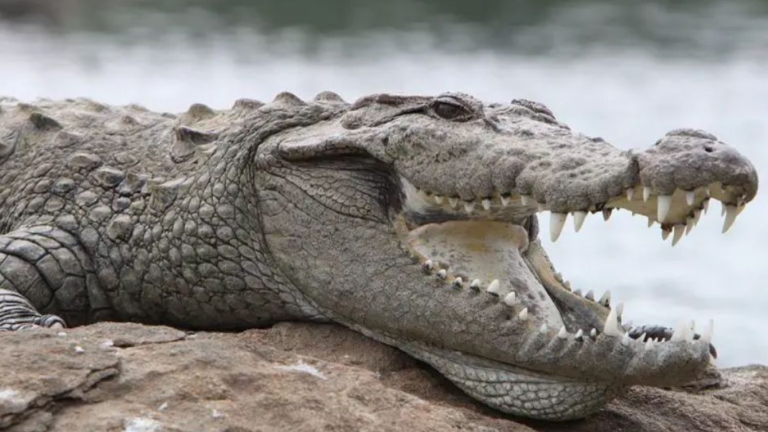 Wildlife department recovers 7-feet long Crocodile in Kasur district