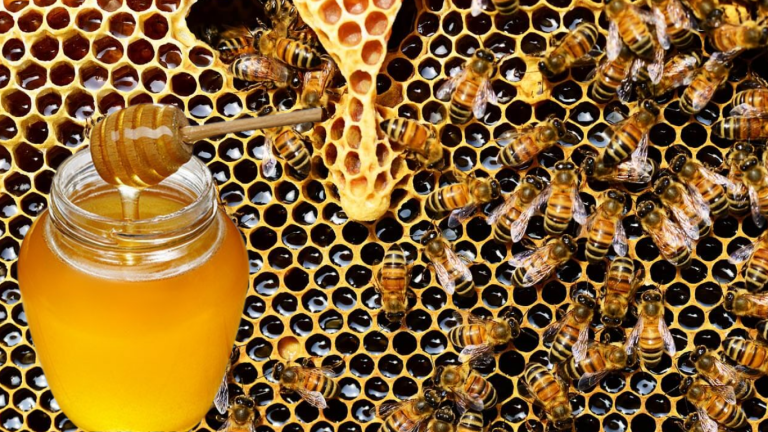 Police officer suspended for refusing payment of honey jar in Lahore (Video)
