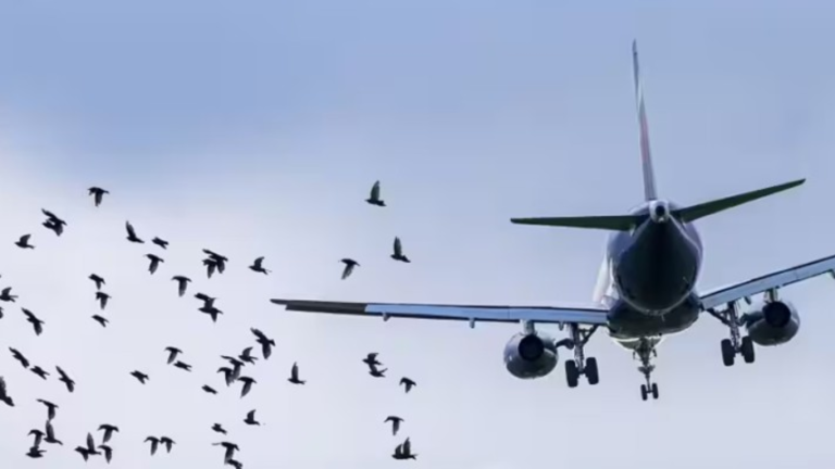 AirSial flight makes emergency landing after bird strike at Lahore airport