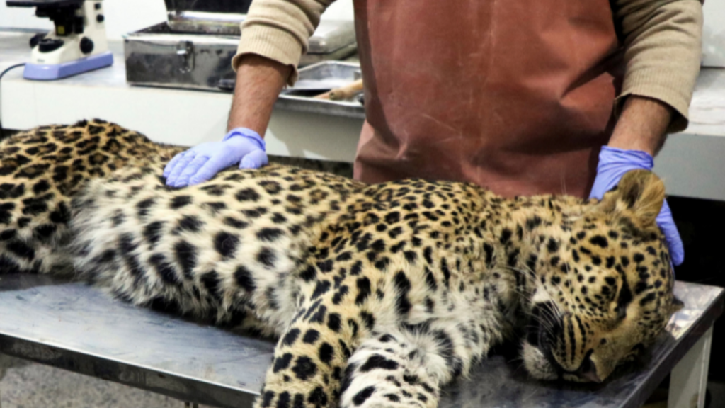 Injured leopard rescued from AJK passes away at Islamabad veterinary clinic