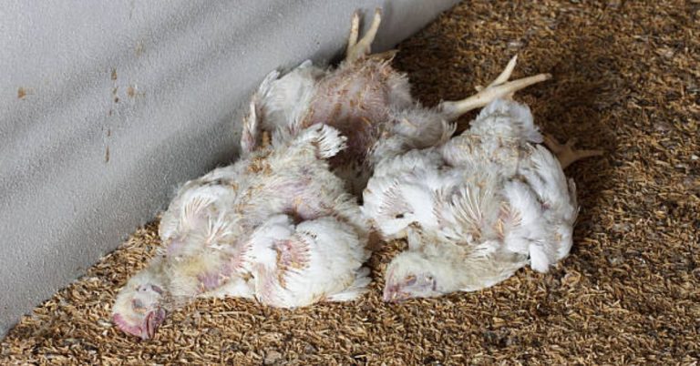dead chicken Sargodha