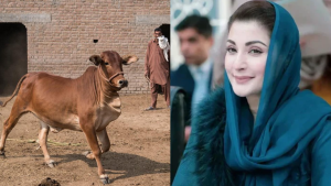 Punjab CM Maryam announces interest-free loans for 80k livestock farmers