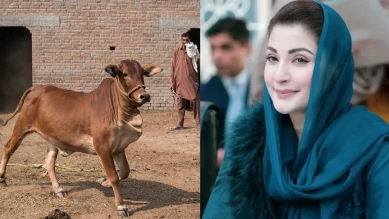 Punjab CM Maryam announces interest-free loans for 80k livestock farmers