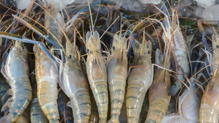 CM Maryam Nawaz launches Aqua Shrimp Farming internship programme