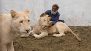 Nine lions died in Lahore Safari Park