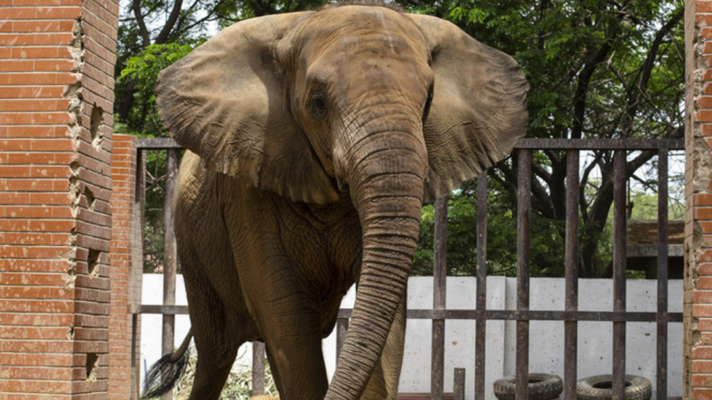 Elephant Sonia passes away in Karachi’s Safari park