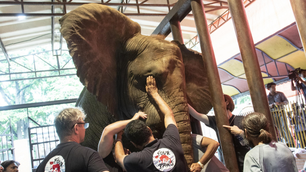 Elephant Madhubala shifted to Safari Park