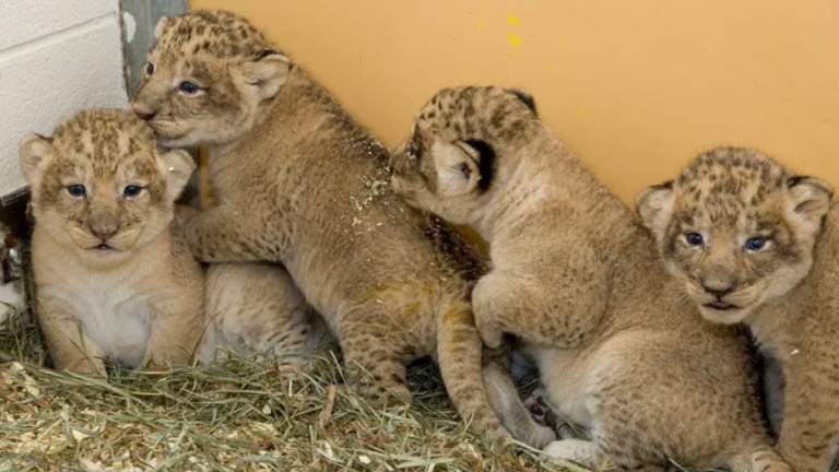 Punjab Cabinet allows private ownership of big cats under strict regulations