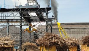 Sugar Mills to Start Crushing from THIS date