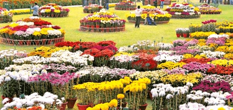 Peshawar observes 48th Chrysanthemum festival