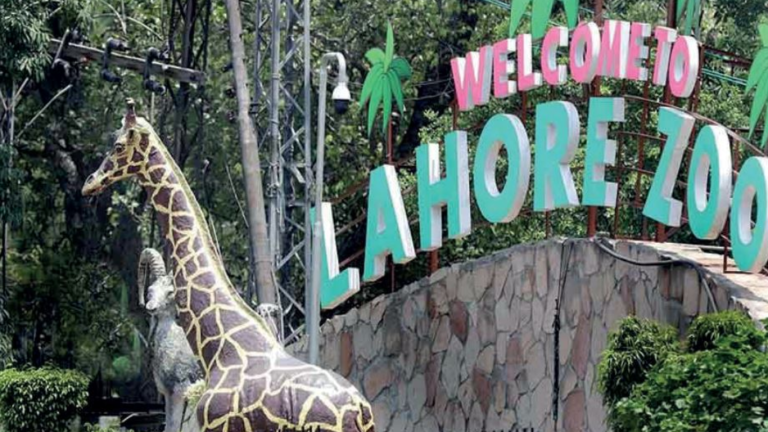 Lahore Zoo gets two new Giraffes