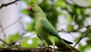 Alexandrine parrot face extinction threat in Pakistan