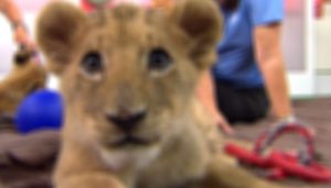 Pet lion killed after escaping from house in Lahore