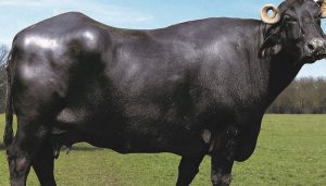 Free cows & buffaloes to be provided to women in 12 Punjab districts