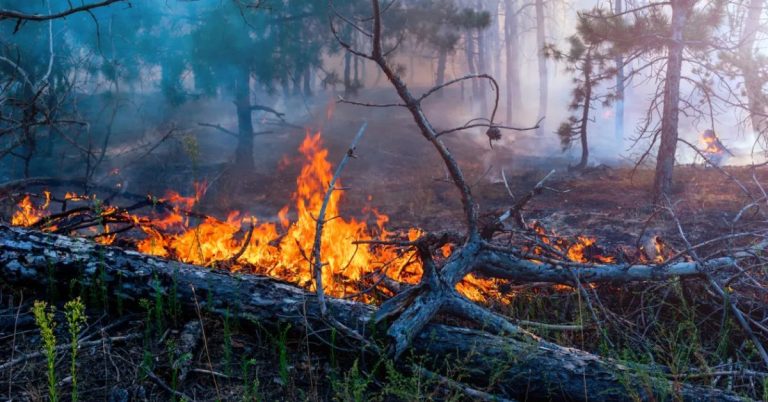 Wildfires Sulaiman Range