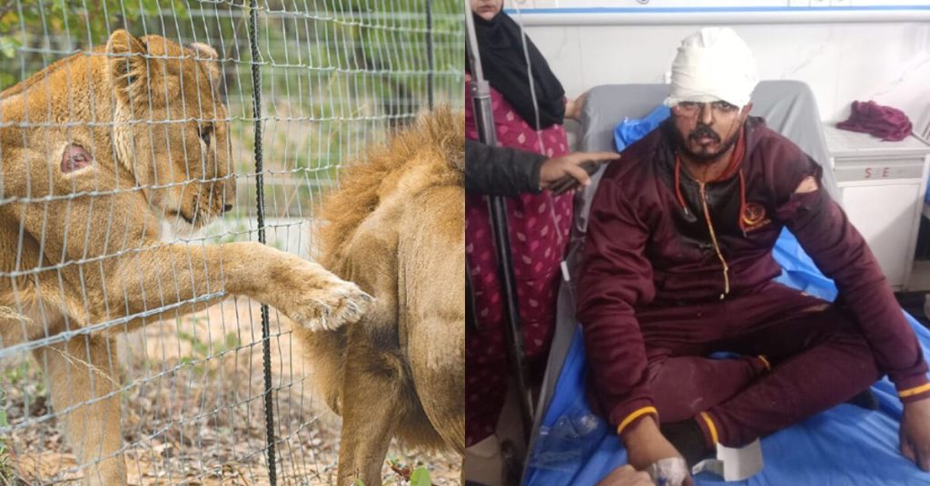 Lahore lion attack