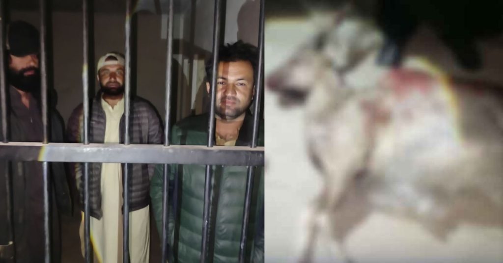 illegal hunting of Markhor