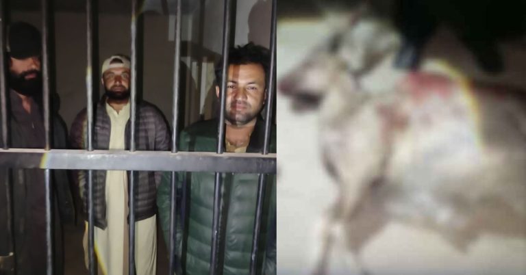 illegal hunting of Markhor