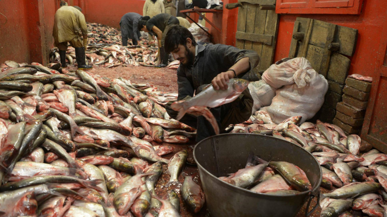 Pakistan to export fish to the US