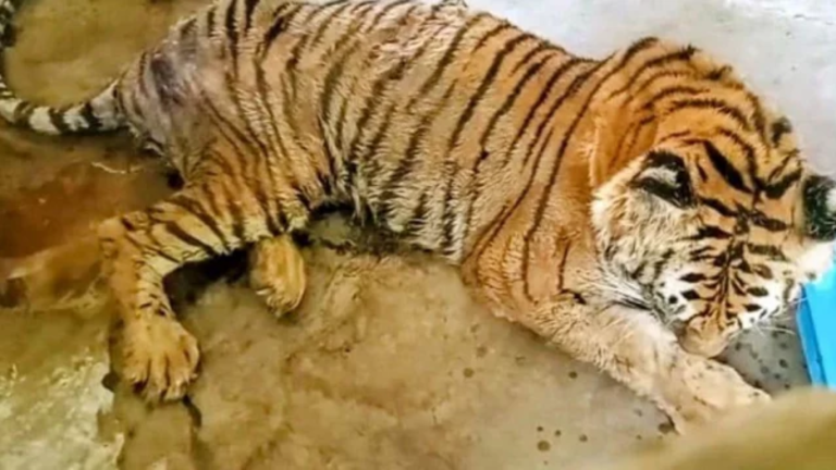 20 year old Bengal tiger falls sick in Bahawalpur zoo, video goes viral