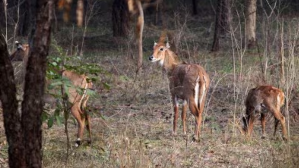 Punjab govt approves dedicated wildlife courts to combat crimes against wildlife
