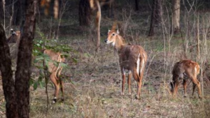 Punjab govt approves dedicated wildlife courts to combat crimes against wildlife