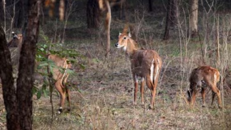 Punjab govt approves dedicated wildlife courts to combat crimes against wildlife