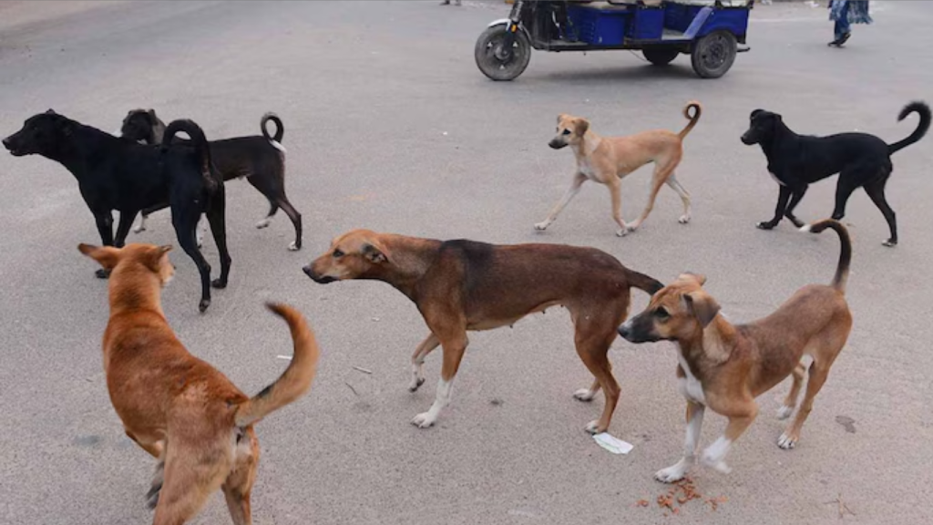 No more cruel killings: Punjab govt rolls out Animal Birth Control policy