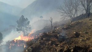 Massive forest fire devastates Abbottabad's Galyat region