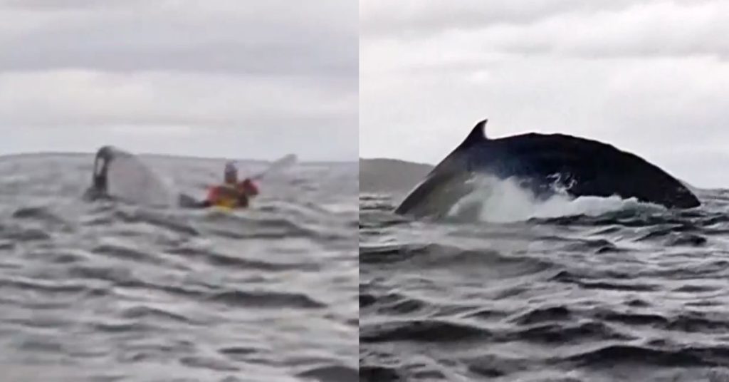Humpback whale swallows kayaker