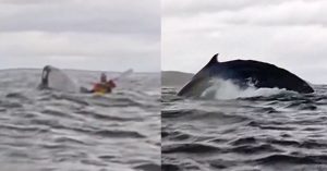 Humpback whale swallows kayaker