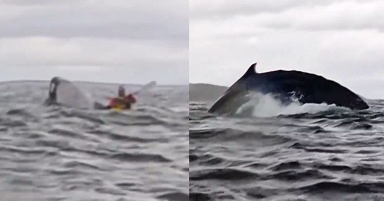 Humpback whale swallows kayaker