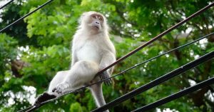 Sri Lankan monkey blackout