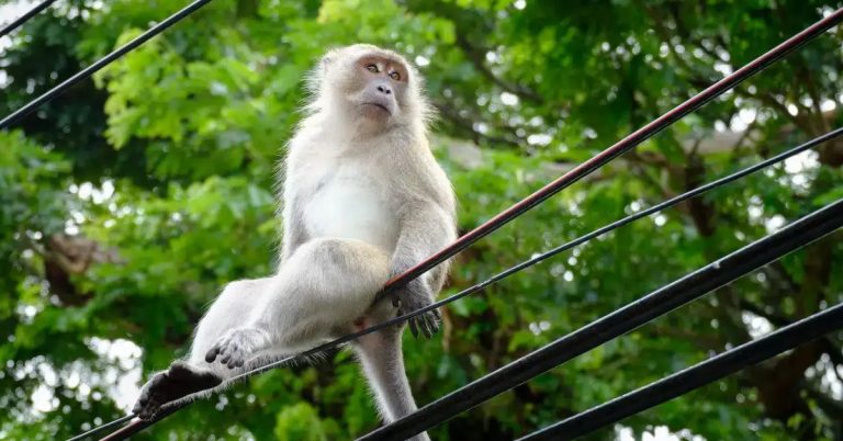 Sri Lankan monkey blackout