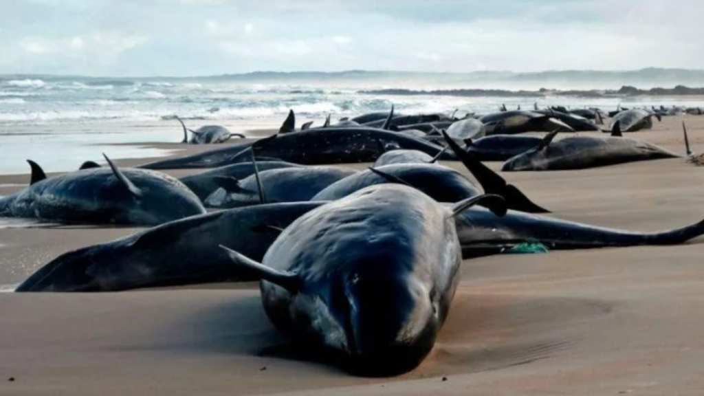 Hundreds of dolphins stranded on remote Australian beach