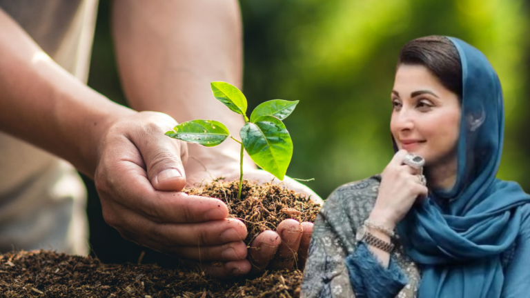 Punjab CM Maryam launches mass plantation scheme to combat smog
